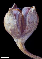 Veronica linifolia. Capsule. Scale = 1 mm.
 Image: P.J. Garnock-Jones © Te Papa CC-BY-NC 3.0 NZ